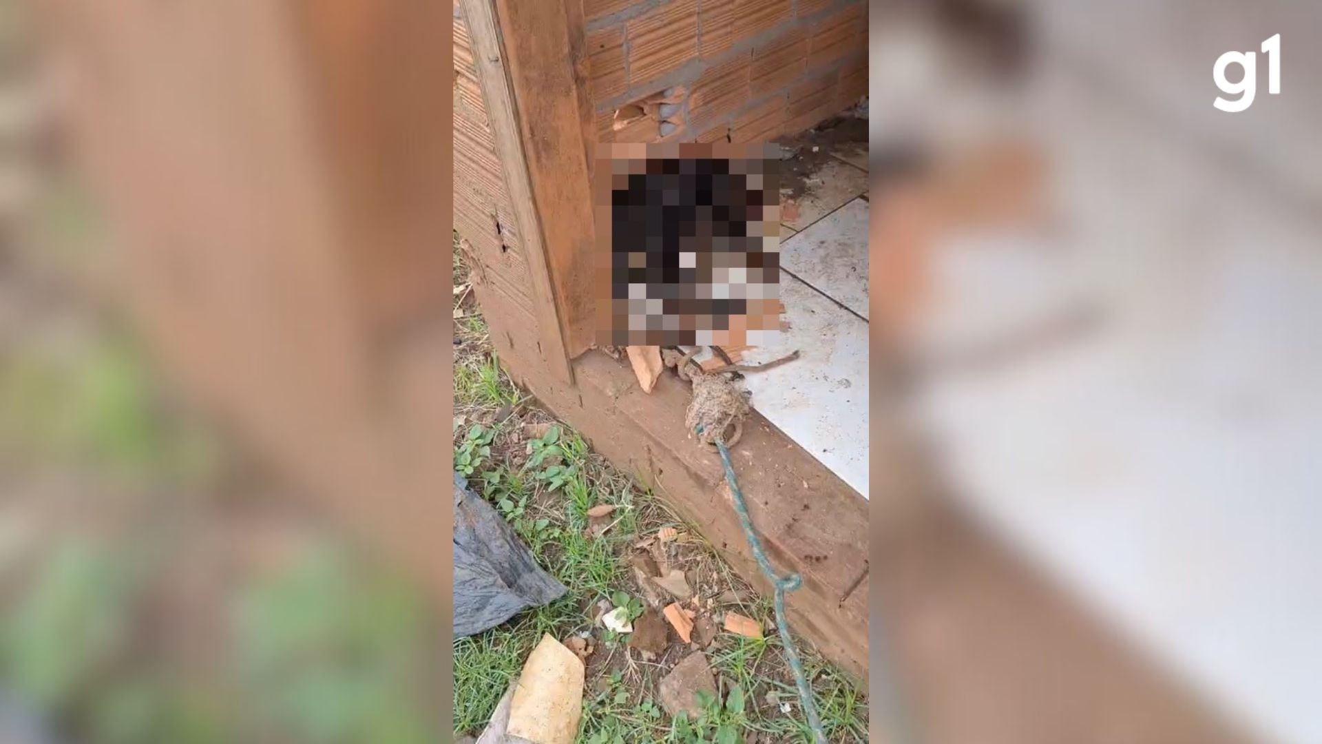 Mulher é presa por morte de cão abandonado em Porto Xavier