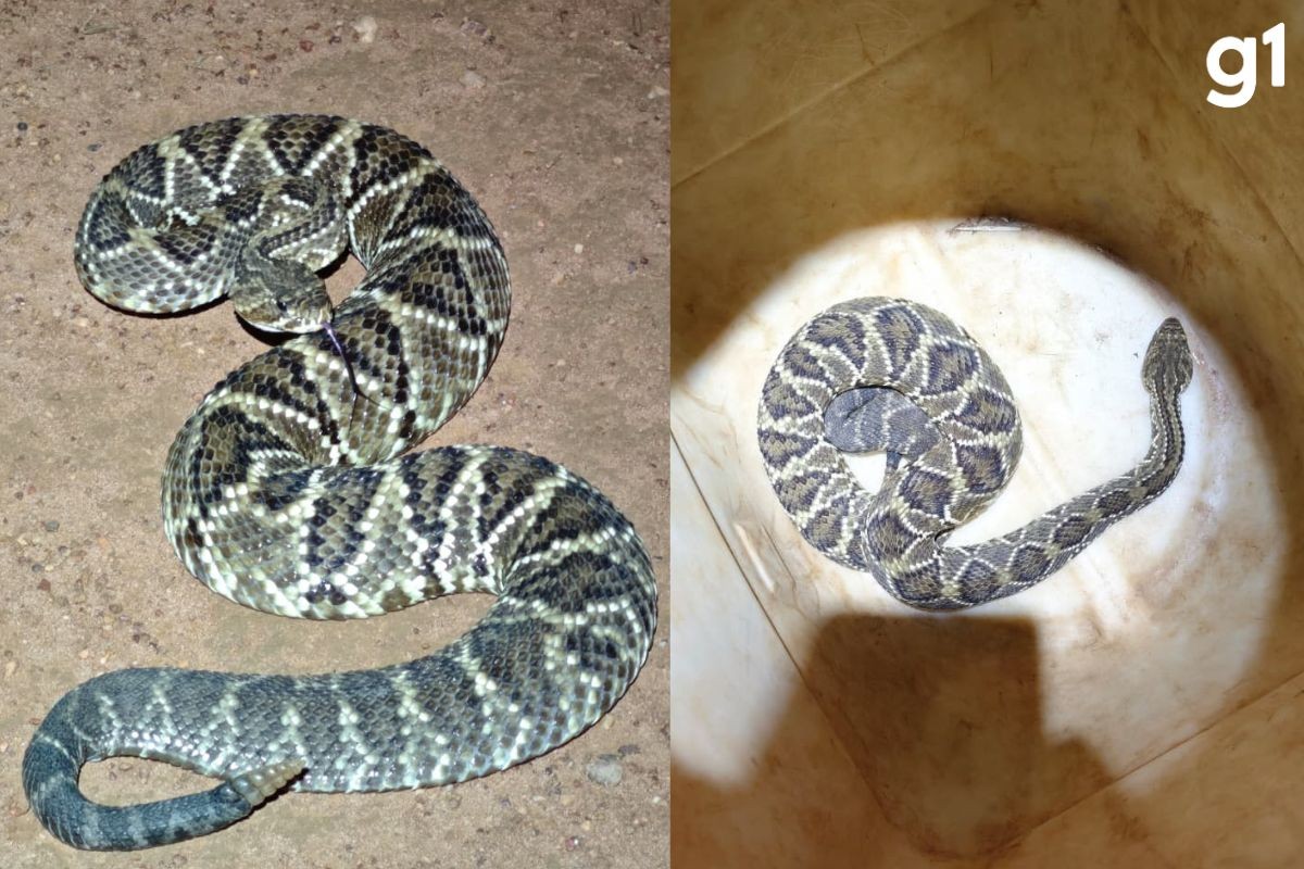 Cobra venenosa é capturada às margens de avenida central em Campo Verde (MT) 