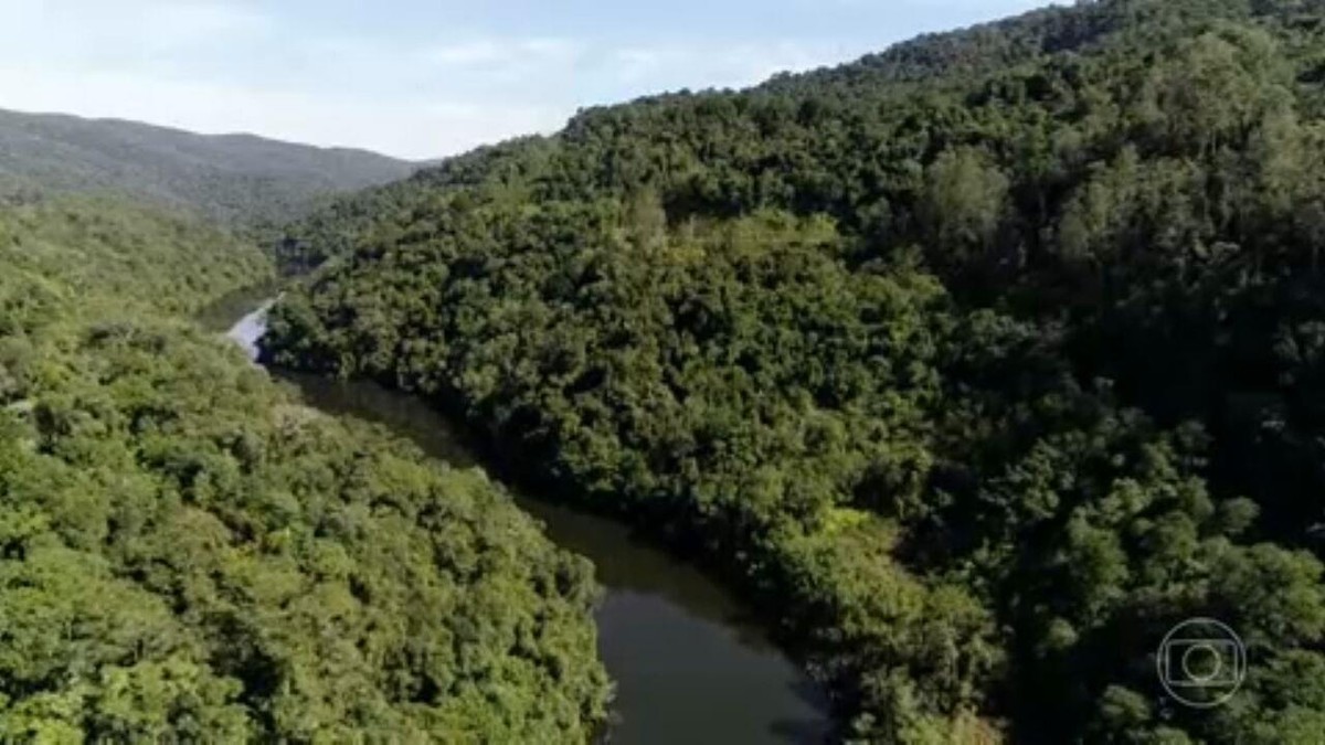 Destruição Da Mata Atlântica Tem Queda Surpreendente Nos Primeiros 5 Meses De 2023 Jornal 7303