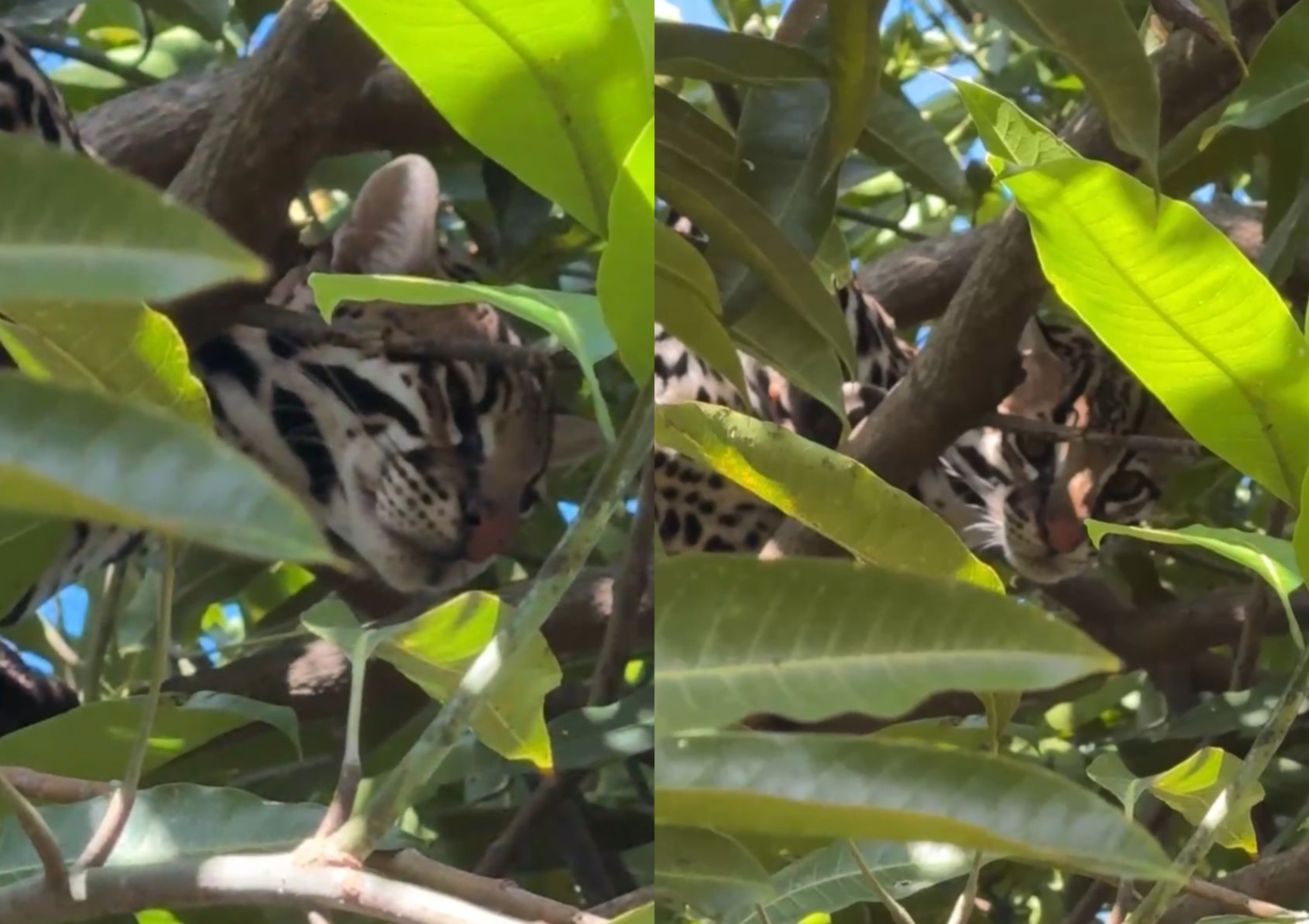 VÍDEO: Jaguatirica sobe em cima de árvore no quintal de casa e assusta moradores em Boa Vista