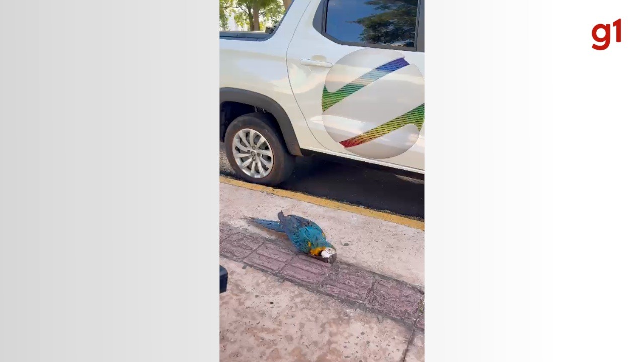 VÍDEO: Arara chama atenção ao caminhar em parque de Campo Grande; entenda comportamento