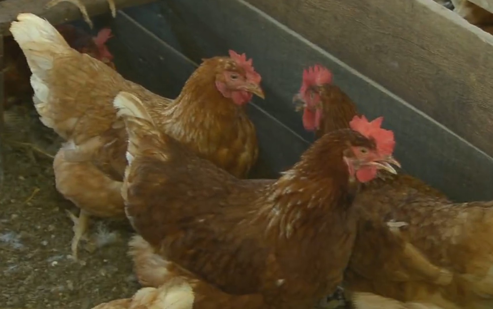 Suspeita de gripe aviária é investigada em Sergipe
