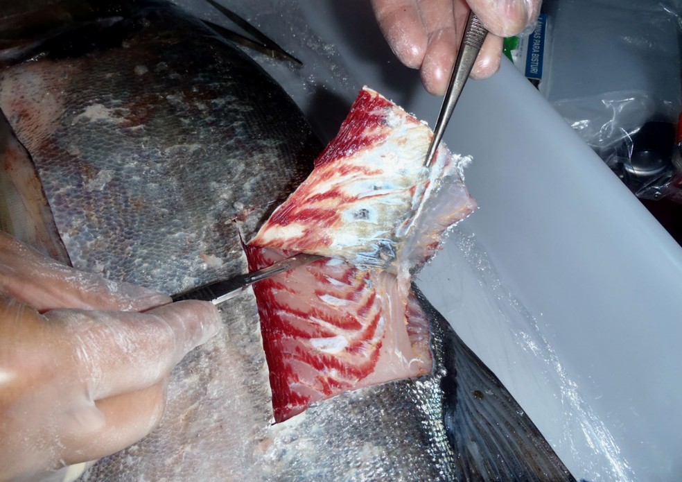 Pesquisa indica diminuir consumo de certos peixes no AP devido elevado  n&iacute;vel de merc&uacute;rio | Amaz&ocirc;nia | G1