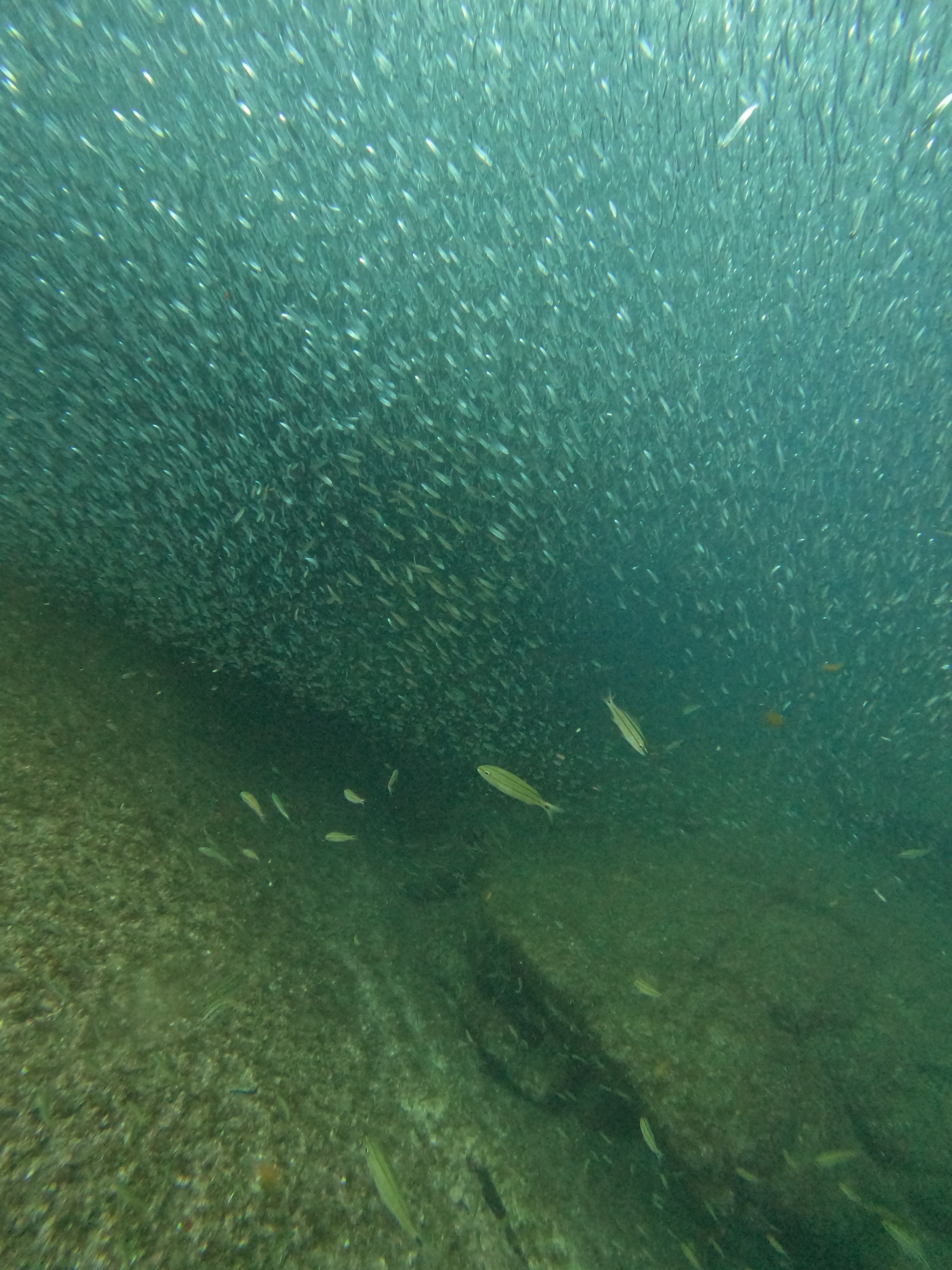 Biólogo mergulha em área de proteção e filma cardume de espécie ameaçada de extinção: 'de brilhar os olhos'; VÍDEO
