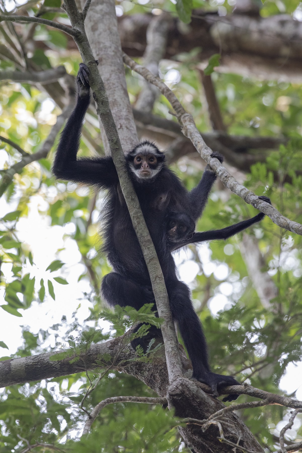 Macaco-aranha-preto-de-cara-preta Da Espécie Ateles Champek Foto