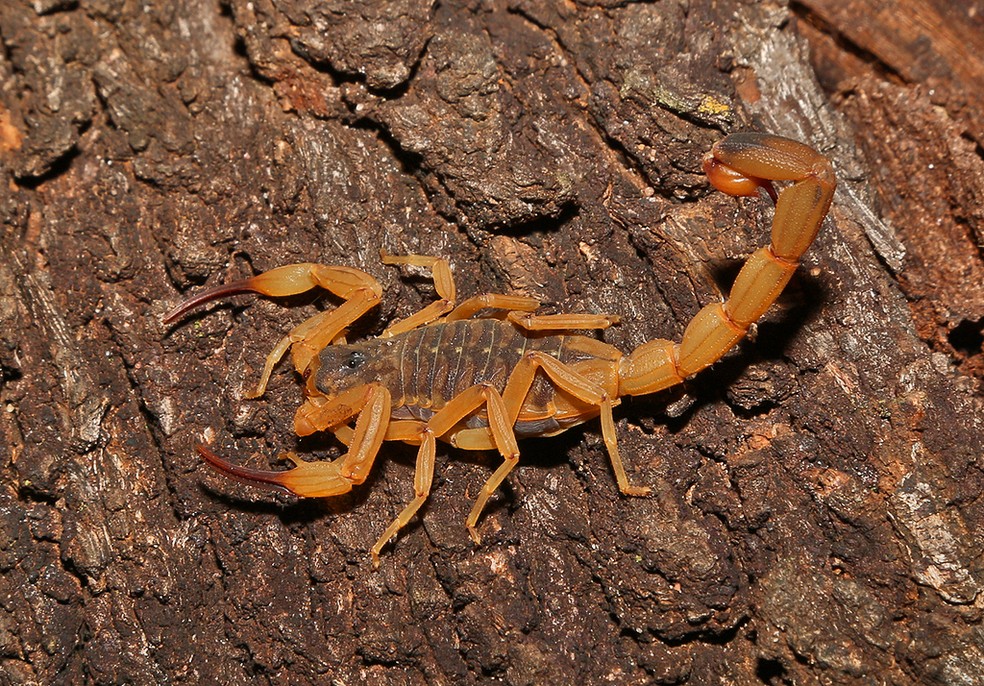 Acidentes com escorpiões foram os mais registrados até 16 de janeiro de 2024 — Foto: Antonio Bordignon/iNaturalist/Arquivo