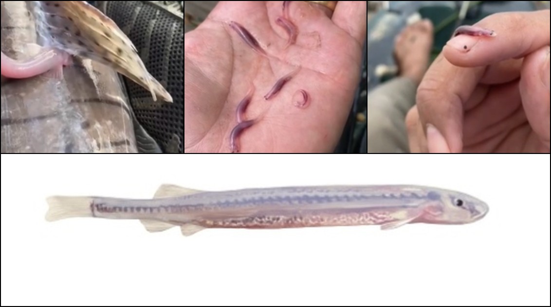Candiru: conheça mitos e verdades por trás do 'peixe-vampiro' que penetra orifícios do corpo humano thumbnail
