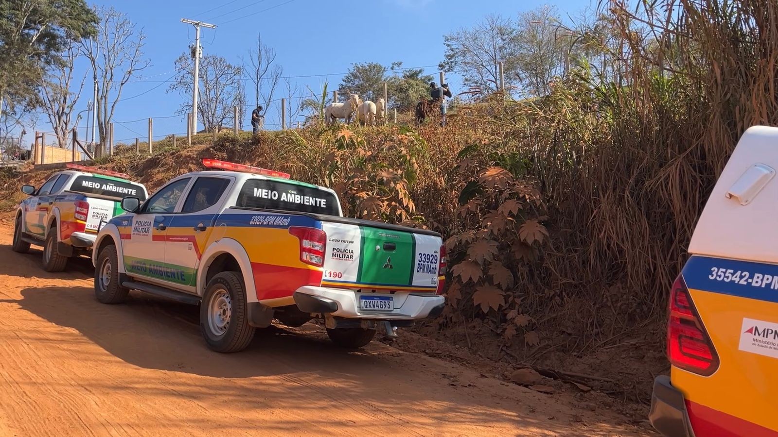 Oito animais são resgatados em operação contra maus-tratos em Manhuaçu