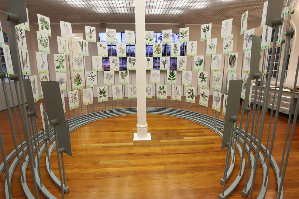 Informações sobre a Flora Brasileira no Museu do Jardim Botânico — Foto: Divulgação