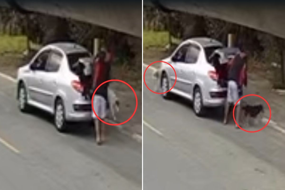 Câmera de monitoramento flagra homem abandonando dois cachorros no litoral de SP; ASSISTA