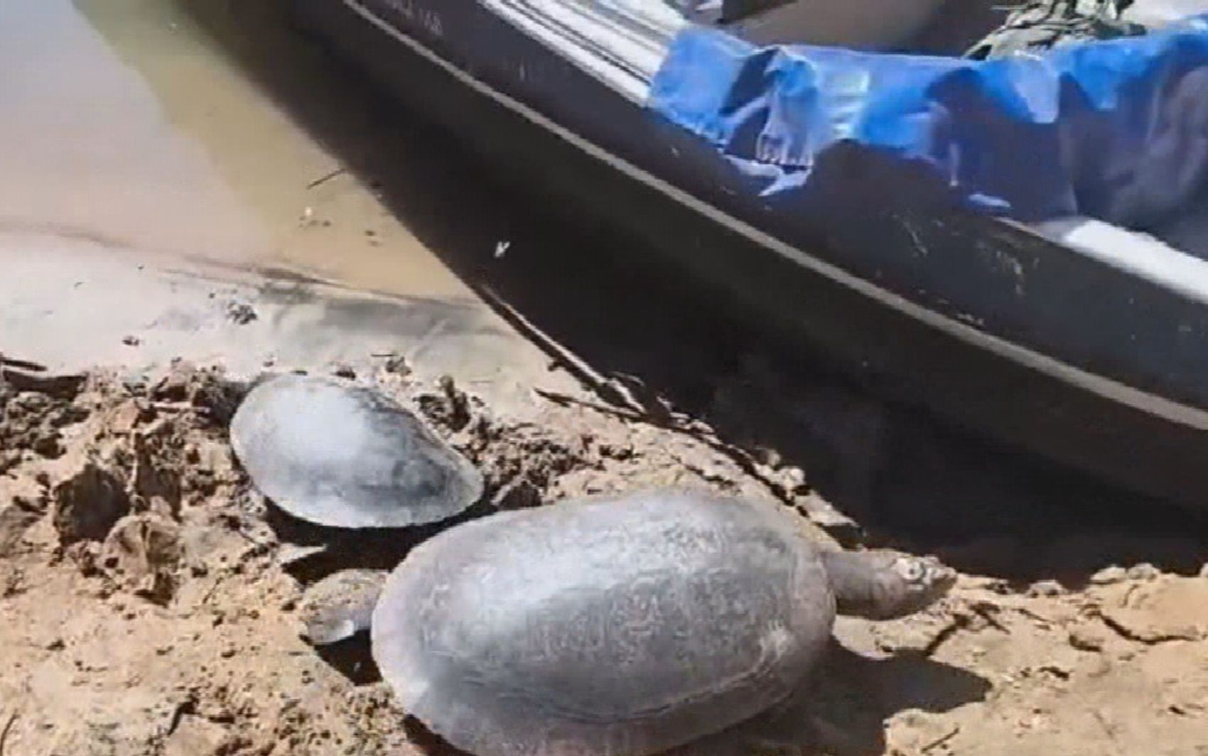 Tartarugas mortas e pesca ilegal: Caçadores são multados em R$135 mil