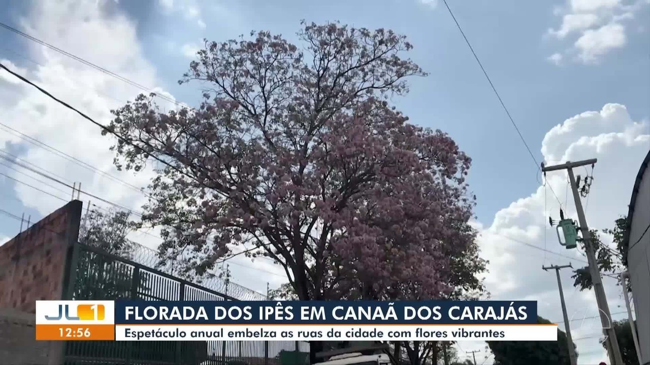 Florada dos ipês transforma paisagem urbana e colore ruas de Canaã dos Carajás, no Pará