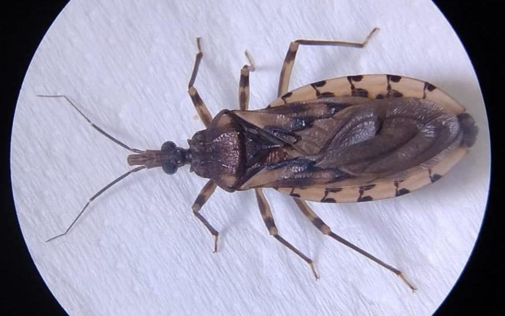 Doença de Chagas é provocada pelo inseto barbeiro — Foto: Reprodução/Secretaria de Estado da Saúde