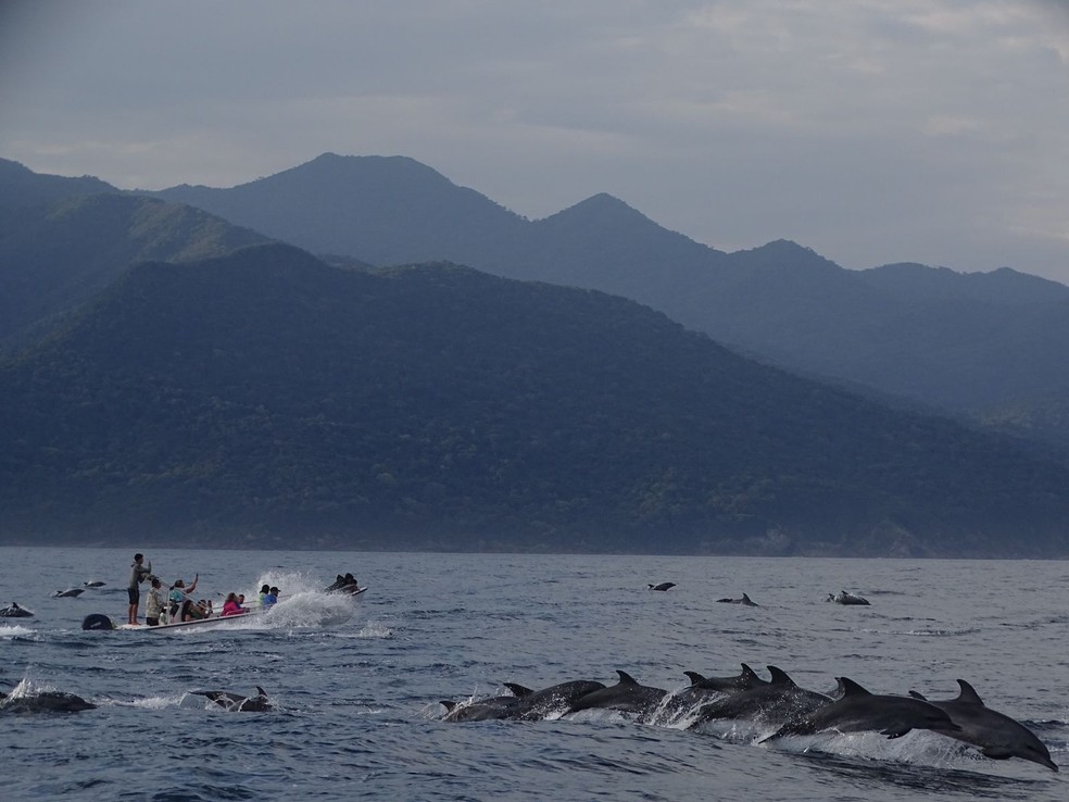 Cerca de 500 golfinhos foram filmados nadando e saltando juntos em alta velocidade no canal sul de São Sebastião (SP).  — Foto: Patrick Pina 