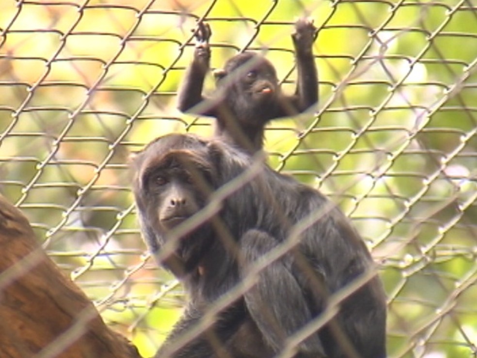 Filhote com a mãe no recinto no zoológico de Bauru — Foto: Reprodução/TV TEM