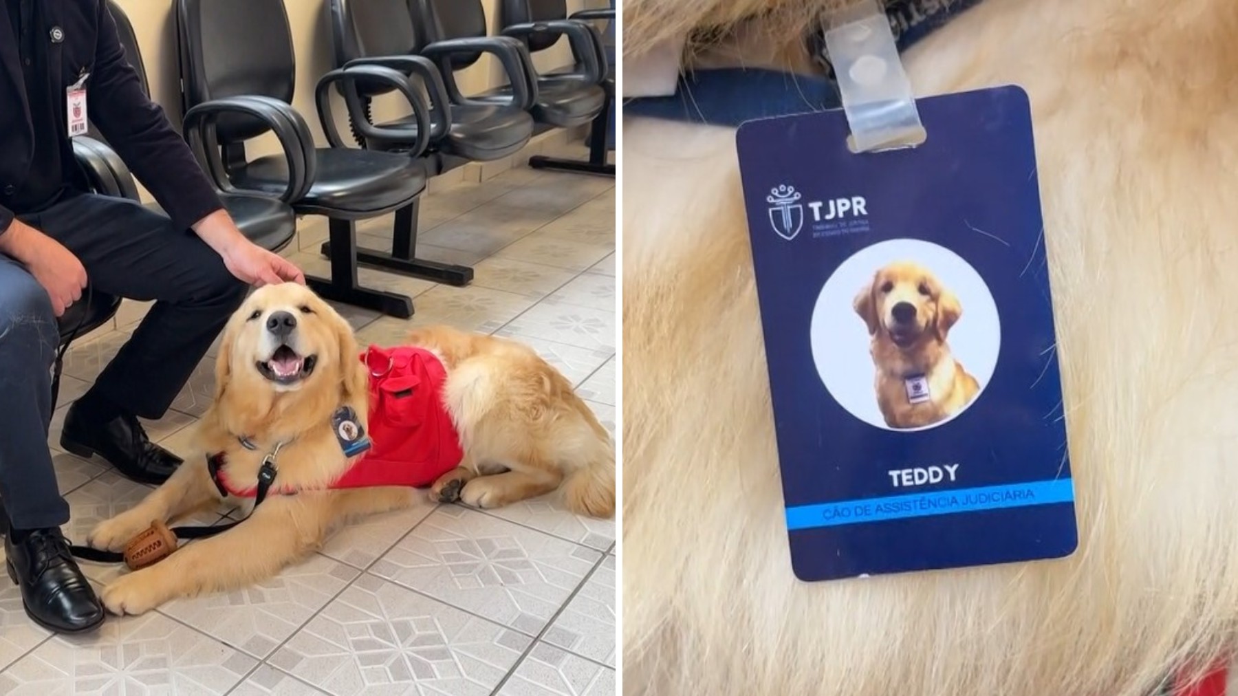 Cachorro é 'contratado' por Fórum de Justiça do Paraná para apoiar vítimas de violência em depoimentos: 'Cãolaborador'