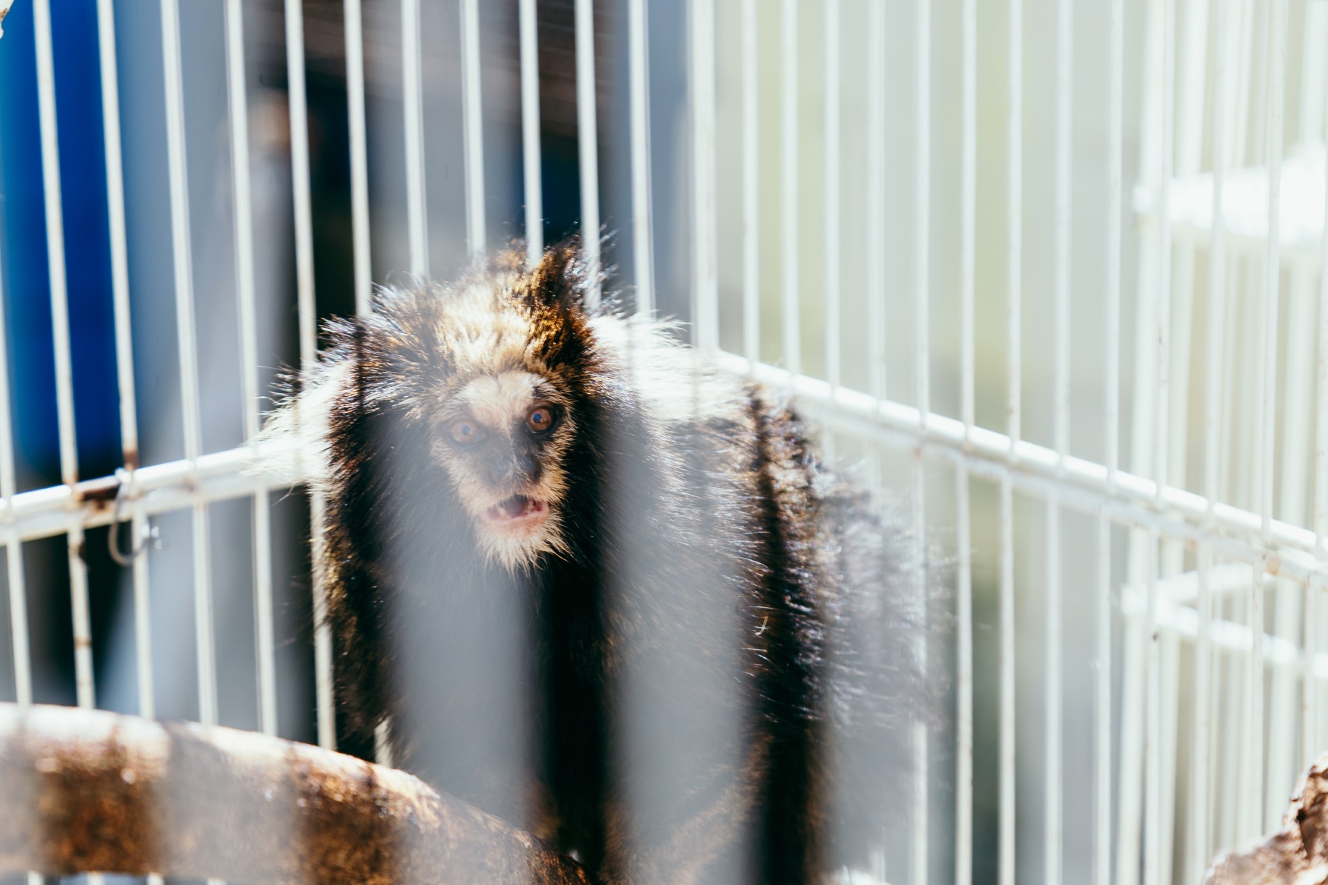 Saguis resgatados do tráfico de animais em SP ganham novo lar no Zoo de Brasília; veja imagens
