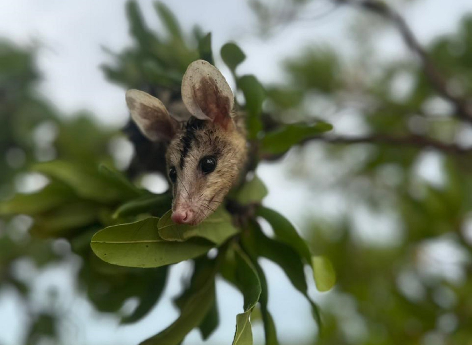 Temporada das mucuras: conheça animal que aparece em áreas urbanas durante período chuvoso no Tocantins