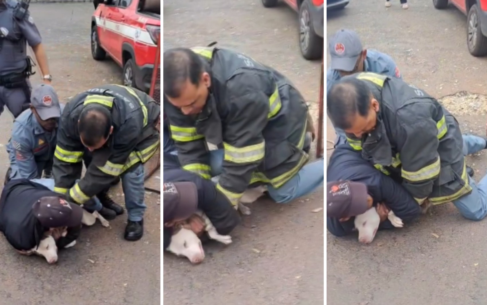 Idoso e cachorro de pequeno porte ficam feridos após ataque de pitbull em Taquaritinga, SP