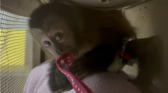 VÍDEO: Dupla é presa por transportar ilegalmente um macaco-prego na Dutra em Jacareí; animal foi resgatado