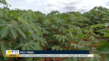 Projeto ‘Pão da Terra’ deve beneficiar agricultores com doação de mandioca