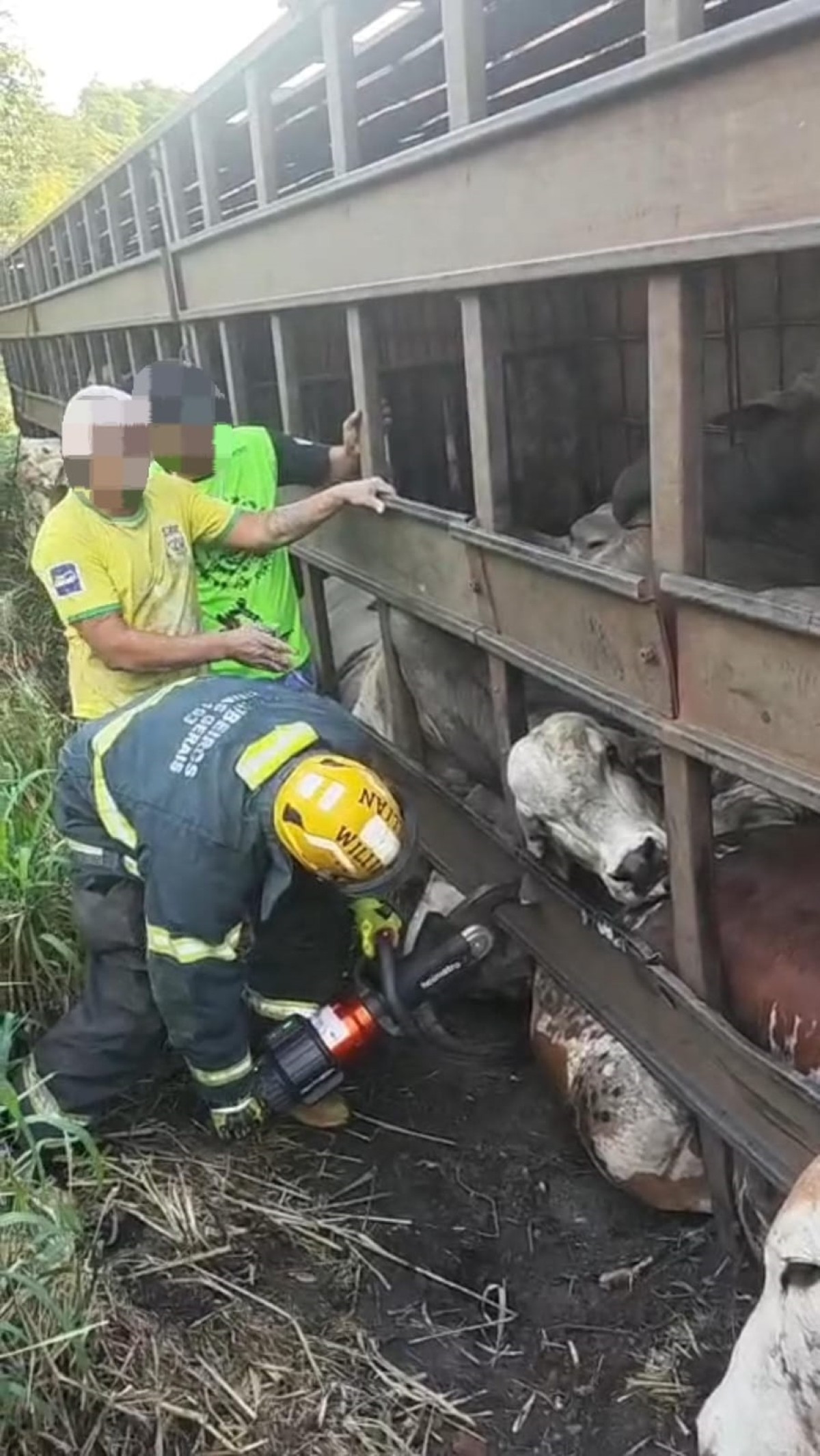 Carreta com gado tomba na BR-494, em MG