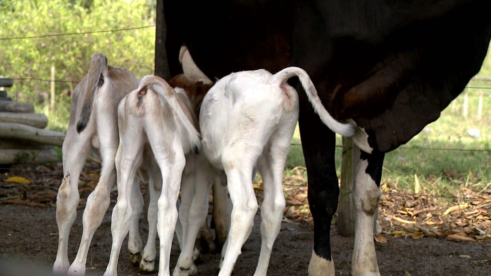 Vaca dá à luz bezerros trigêmeos e surpreende produtor em São Mateus: 'Achei que ia vir só um bezerrão' — Foto: Reprodução/TV Gazeta