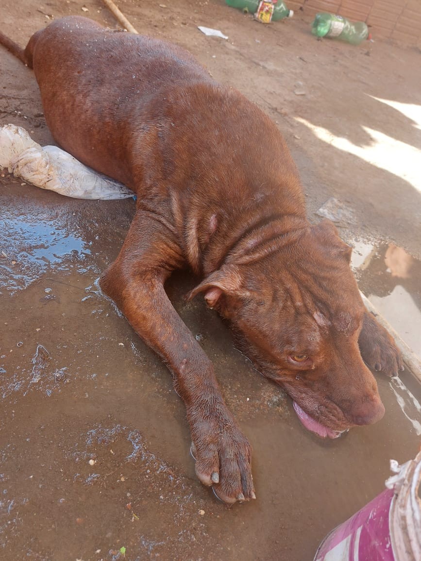Homem é preso por maus-tratos a pitbull em Barra do Piraí; animal veio a óbito