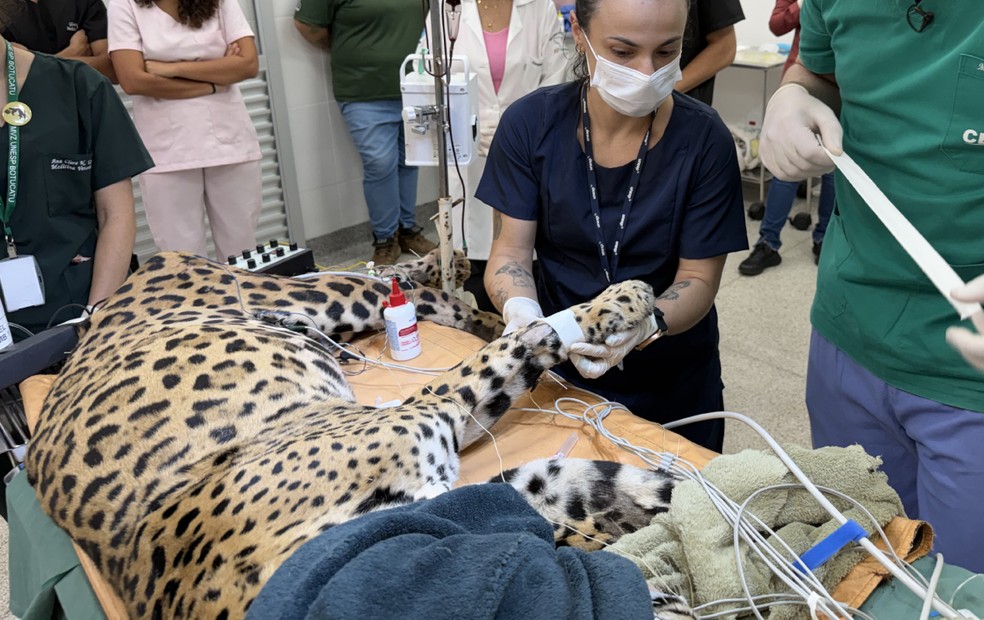 2 de 5
Onça-pintada Jack, de Sorocaba (SP), sedado para a realização da primeira transfusão de sangue da espécie no Brasil — Foto: Zoo São Paulo/Divulgação