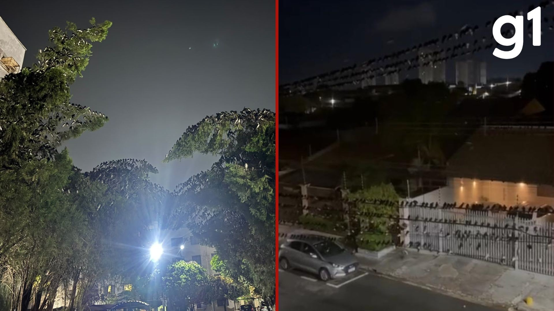 VÍDEO: nuvem com milhares de andorinhas sobrevoam condomínio em Cuiabá em busca de alimento