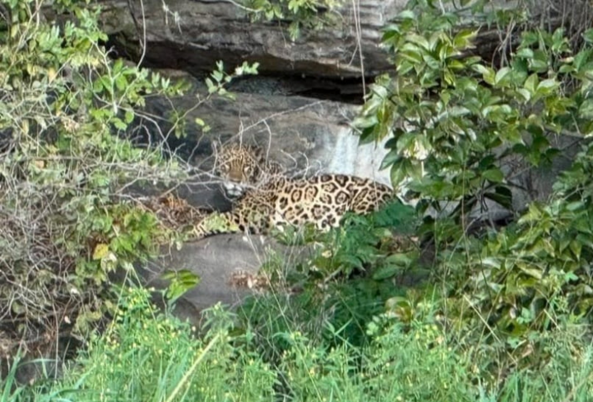 Onça-pintada é filmada descansando em pedra às margens do Rio Paraguai em Corumbá