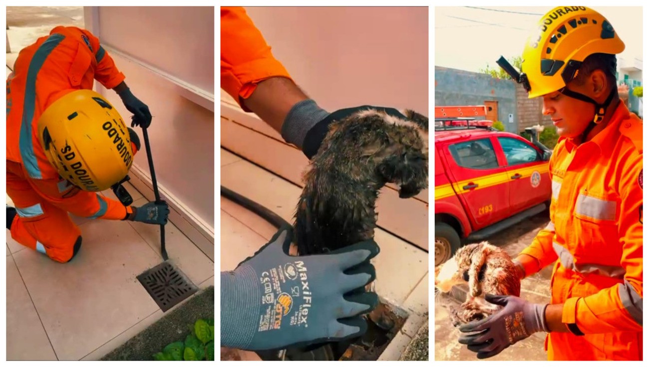 Moradora ouve miados e Bombeiros resgatam gato da rede de esgoto de casa, em Salinas