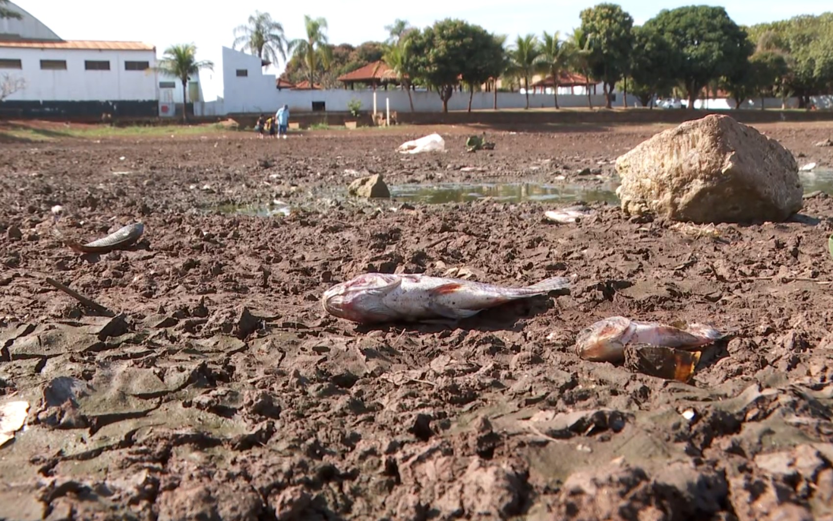 Estiagem transforma principal lagoa de Ipuã, SP, em paisagem de peixes mortos