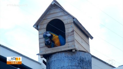 Araras ganham casa em tronco de palmeira, em Palmas
