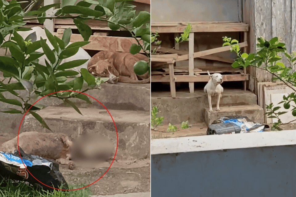 Seis pit bulls são abandonados sem comida em casa no litoral de SP, diz protetora; VÍDEO