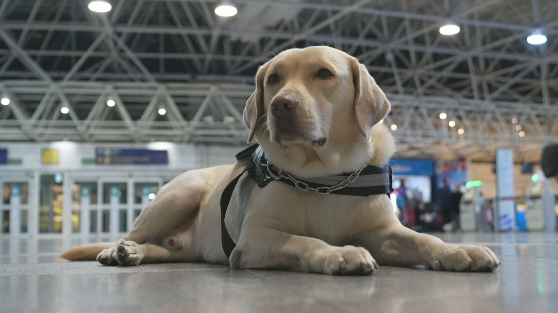 Teddy, cão que dá suporte a menina autista, embarca para Portugal junto com treinador
