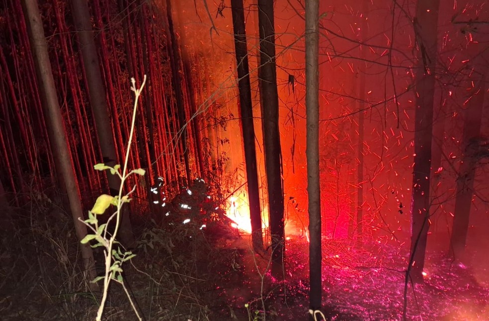 Fazenda com plantação de eucaliptos pega fogo na zona rural de Soledade de Minas, MG — Foto: Corpo de Bombeiros