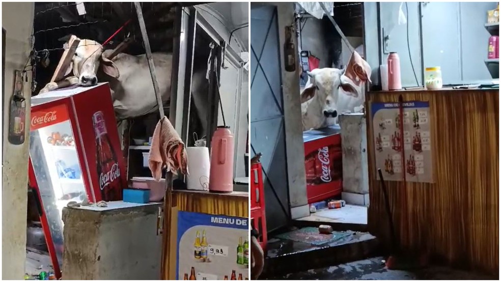 Vaca invade a cozinha de um bar, no interior do Ceará, após cair no telhado do estabelecimento — Foto: Reprodução