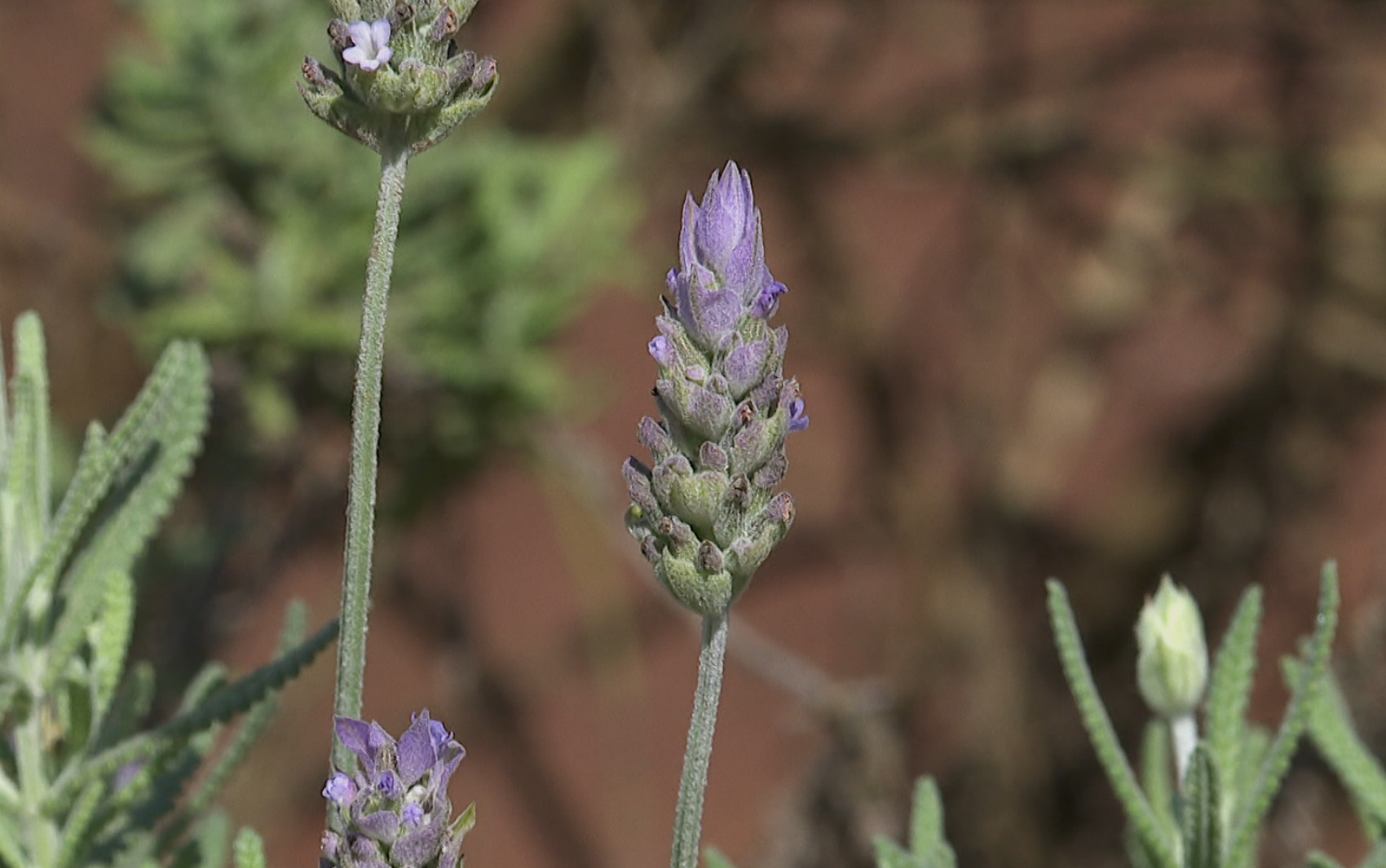 Família troca cana-de-açúcar por lavanda e aposta em cultivo de ervas aromáticas no calorão do interior de SP