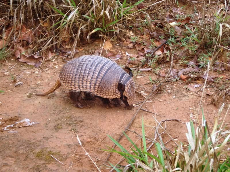 Dev Armadillo (Euphractus sexcinctus) — Fotoğraf: Carol Ferreira