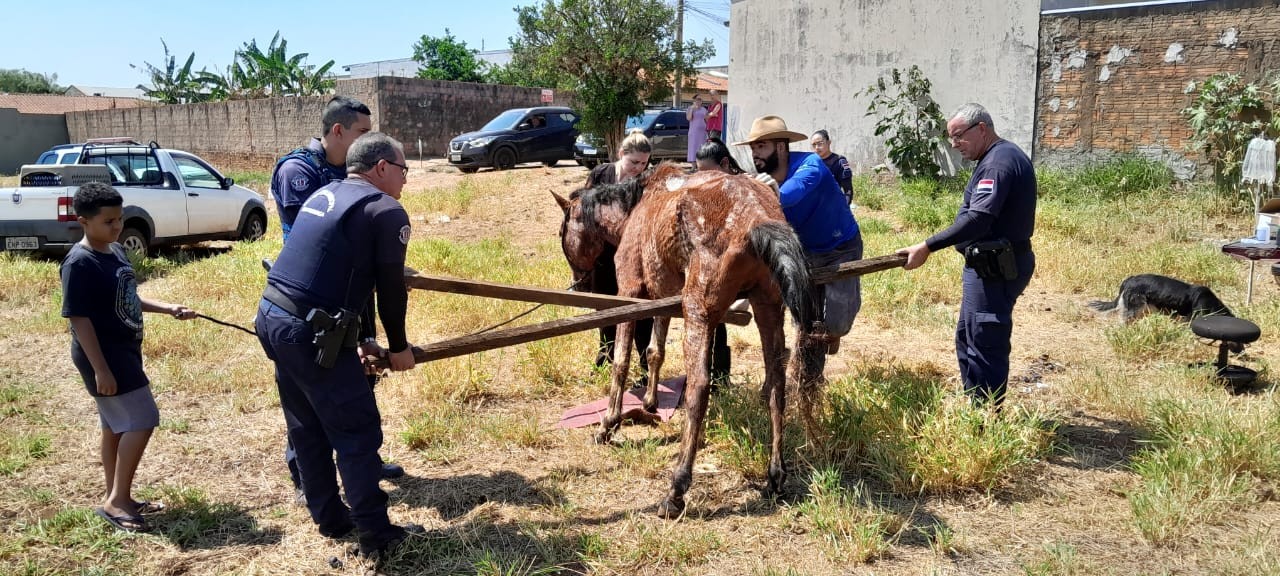 Cavalo é encontrado sem água e comida e mulher é presa por maus-tratos em Pirassununga