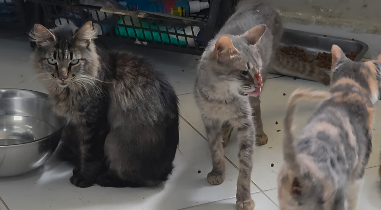 Trezentos animais são resgatados de abrigo em Vargem Grande após denúncia de maus-tratos