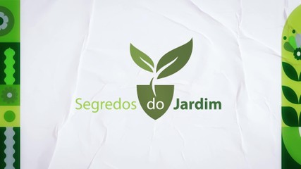 Segredos do Jardim: Cultivo de rosas do deserto como terapia e recomeço