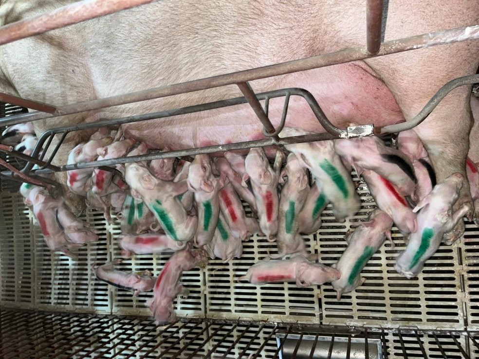 Leitões foram pintados para que processo de amamentação seja controlado pela Granja — Foto: Pif Paf Alimentos/Divulgação