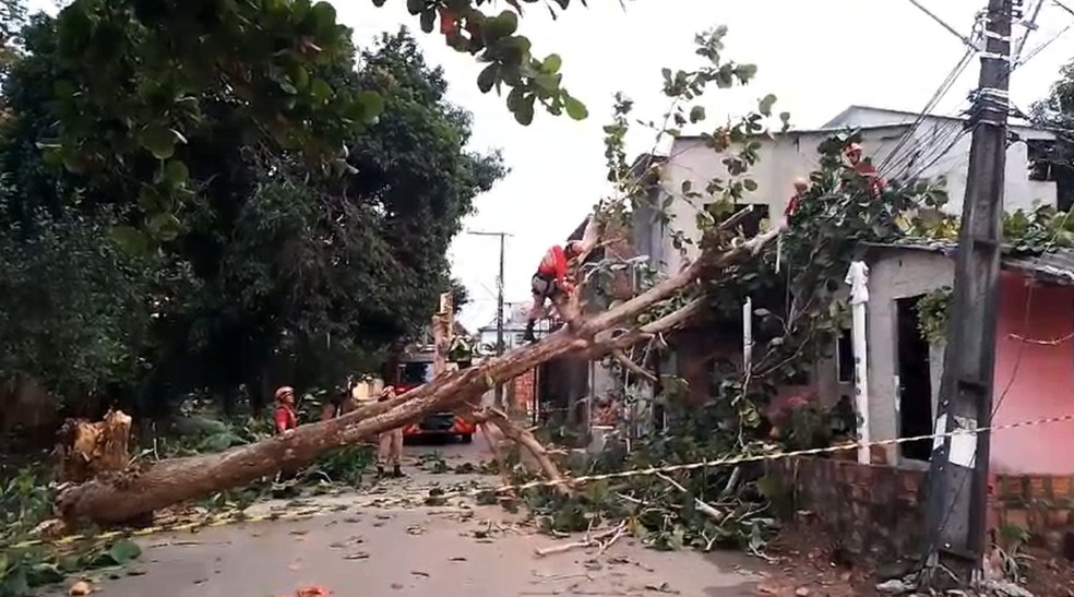 Árvore cai e causa estragos na Zona Oeste de Manaus — Foto: Divulgação