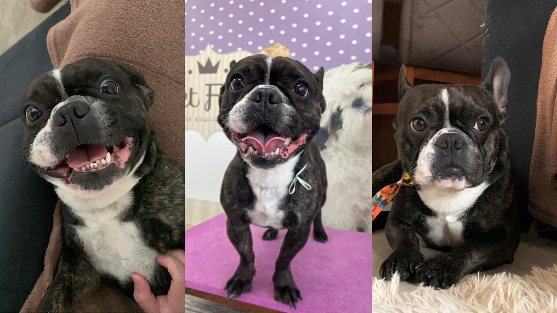 Cachorro de advogada que salvou família de incêndio no PR também estava no apartamento e saiu ileso