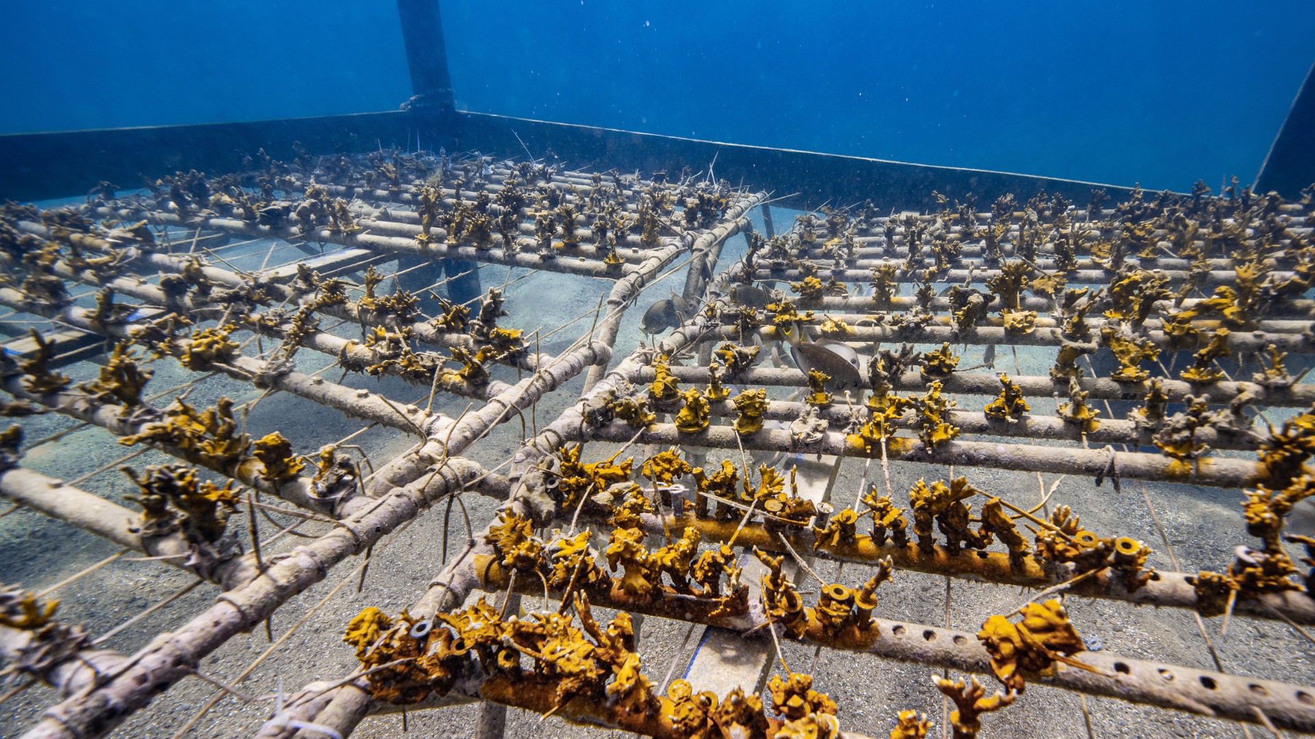 Com 7 mil corais cultivados, biofábrica deve expandir atividades para Maragogi