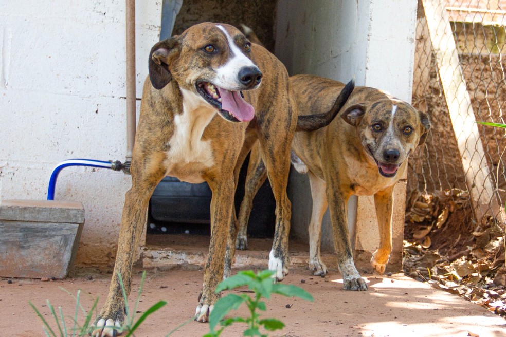 Cachorros resgatados pelo abrigo Salvacão, em Osvaldo Cruz (SP) — Foto: Cedida