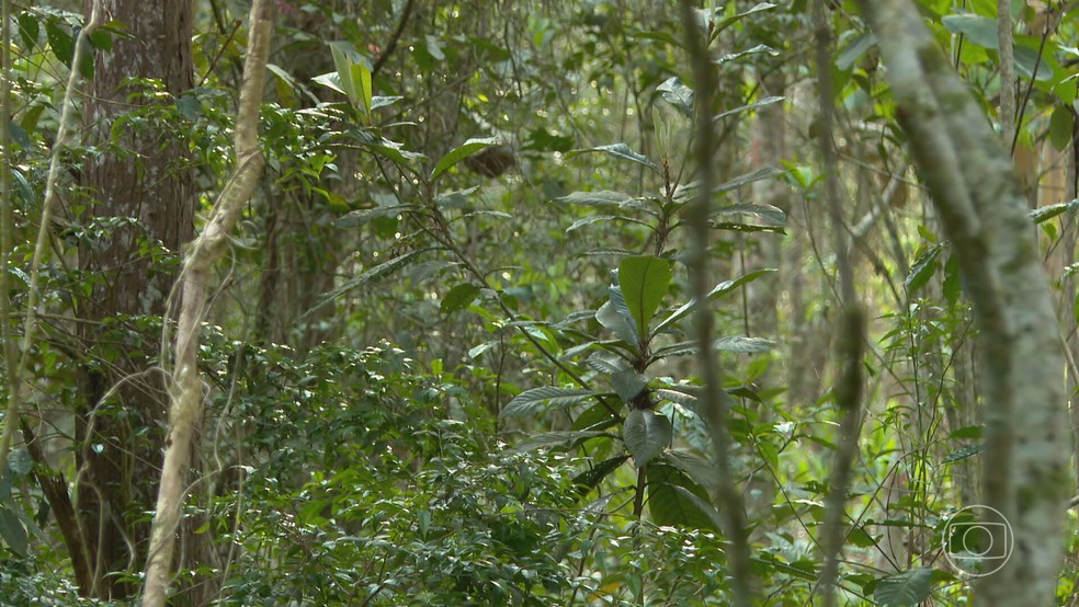 Um estudo publicado na revista “Nature”, revelou papel fundamental da floresta — Foto: Reprodução/TV Globo