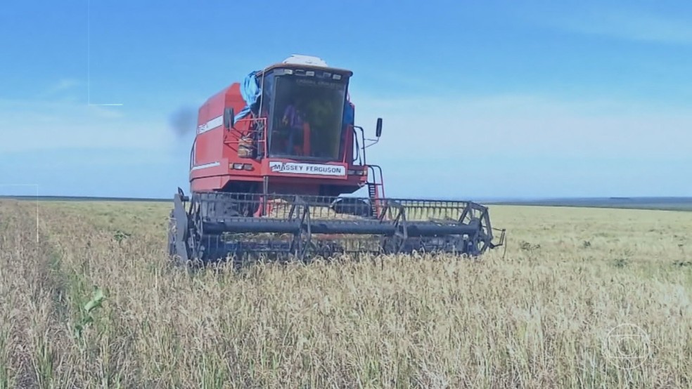 Disparada no preço internacional do arroz vira oportunidade para agricultores brasileiros — Foto: Reprodução/ TV Globo